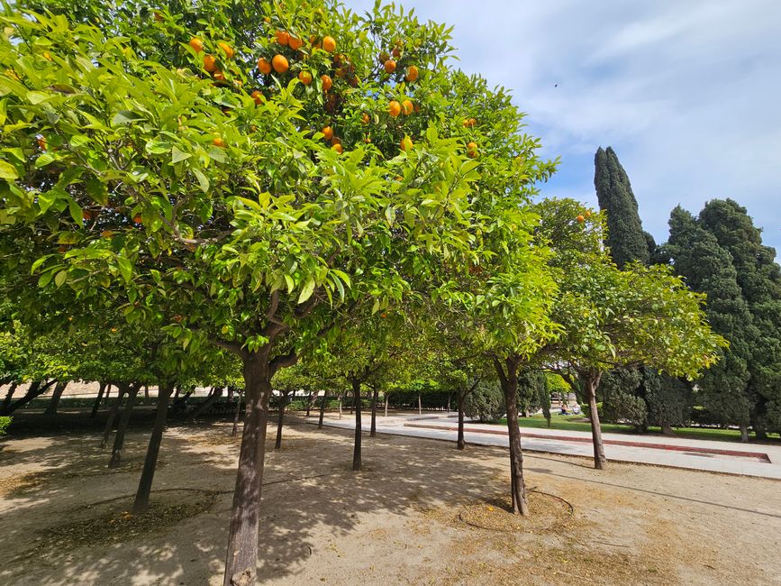 2025 - Aprile - Valencia - Parco del Turia