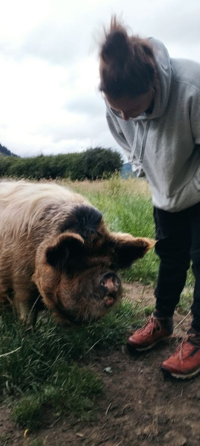 Had a pig